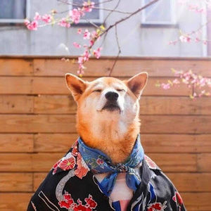 Meet your Posher, Annie